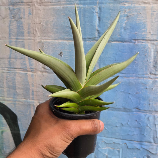 4" Sansevieria Chanin