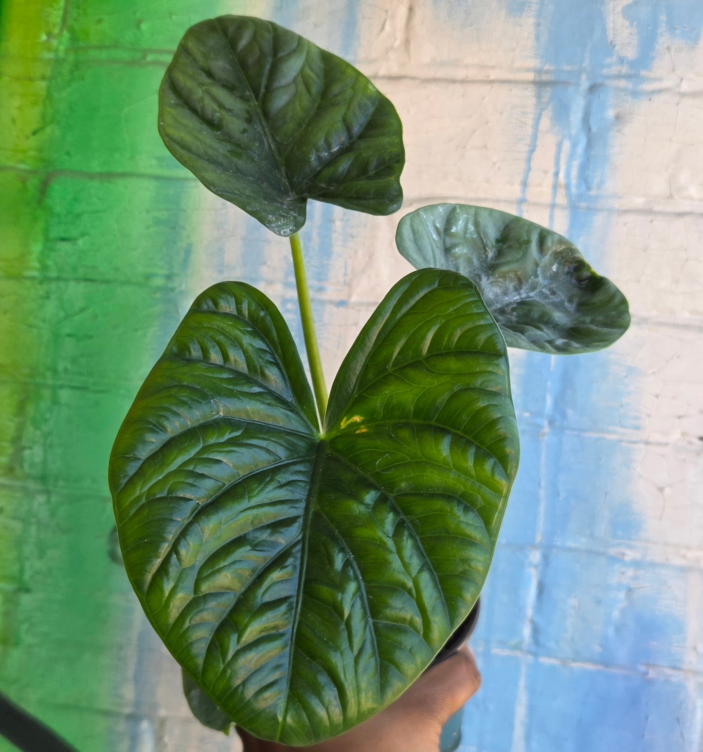 4" Alocasia Lukiwan