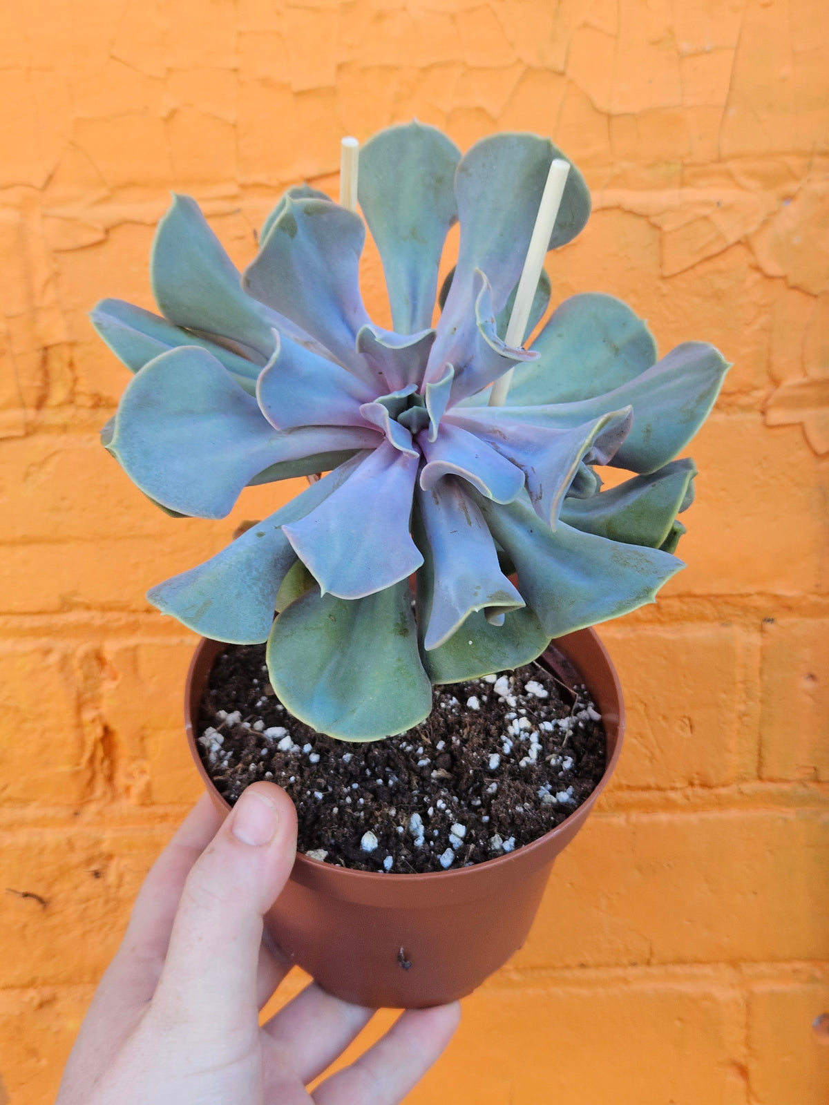 6" Echeveria Valkyrie