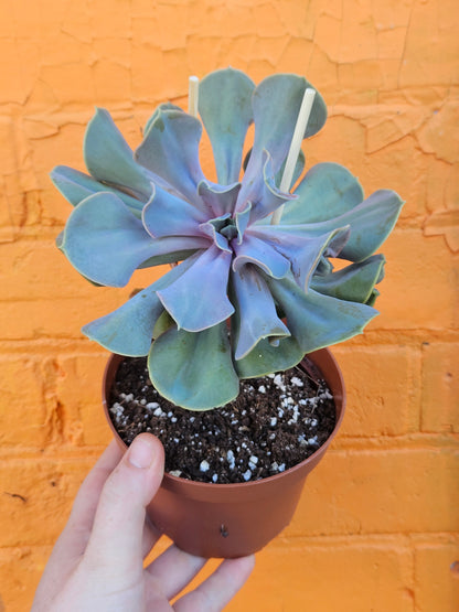 6" Echeveria Valkyrie
