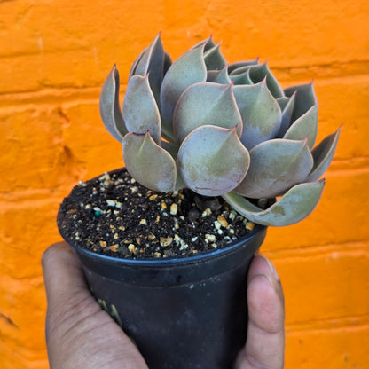 4" Echeveria Mensa