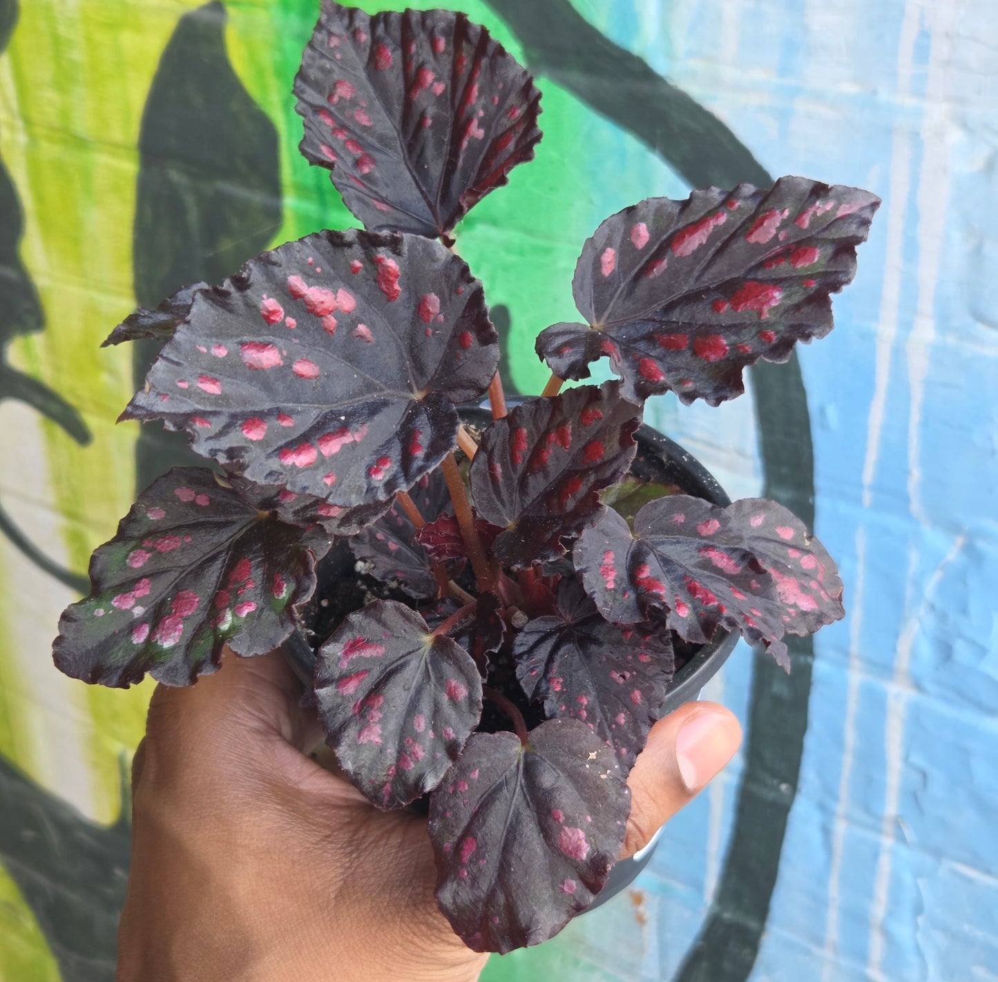 5" Begonia Rex Etna