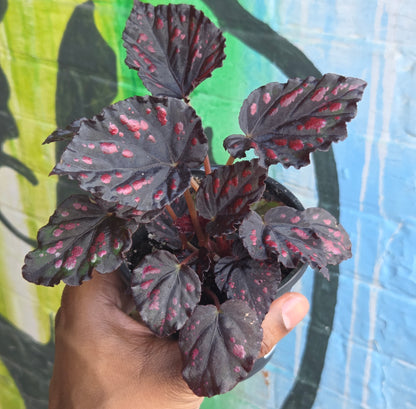 5" Begonia Rex Etna