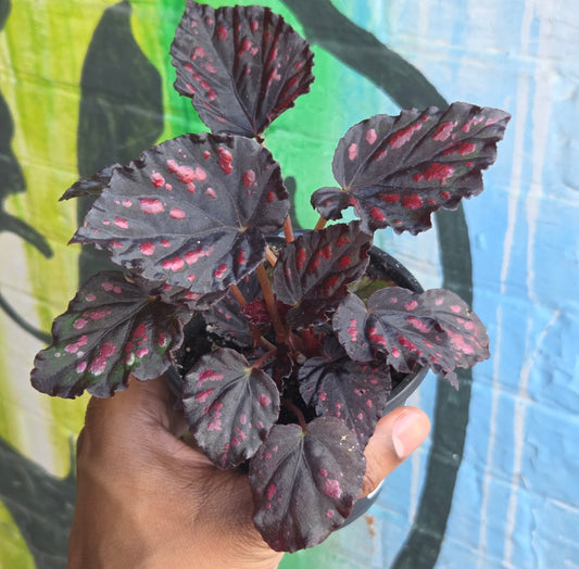 5" Begonia Rex Etna