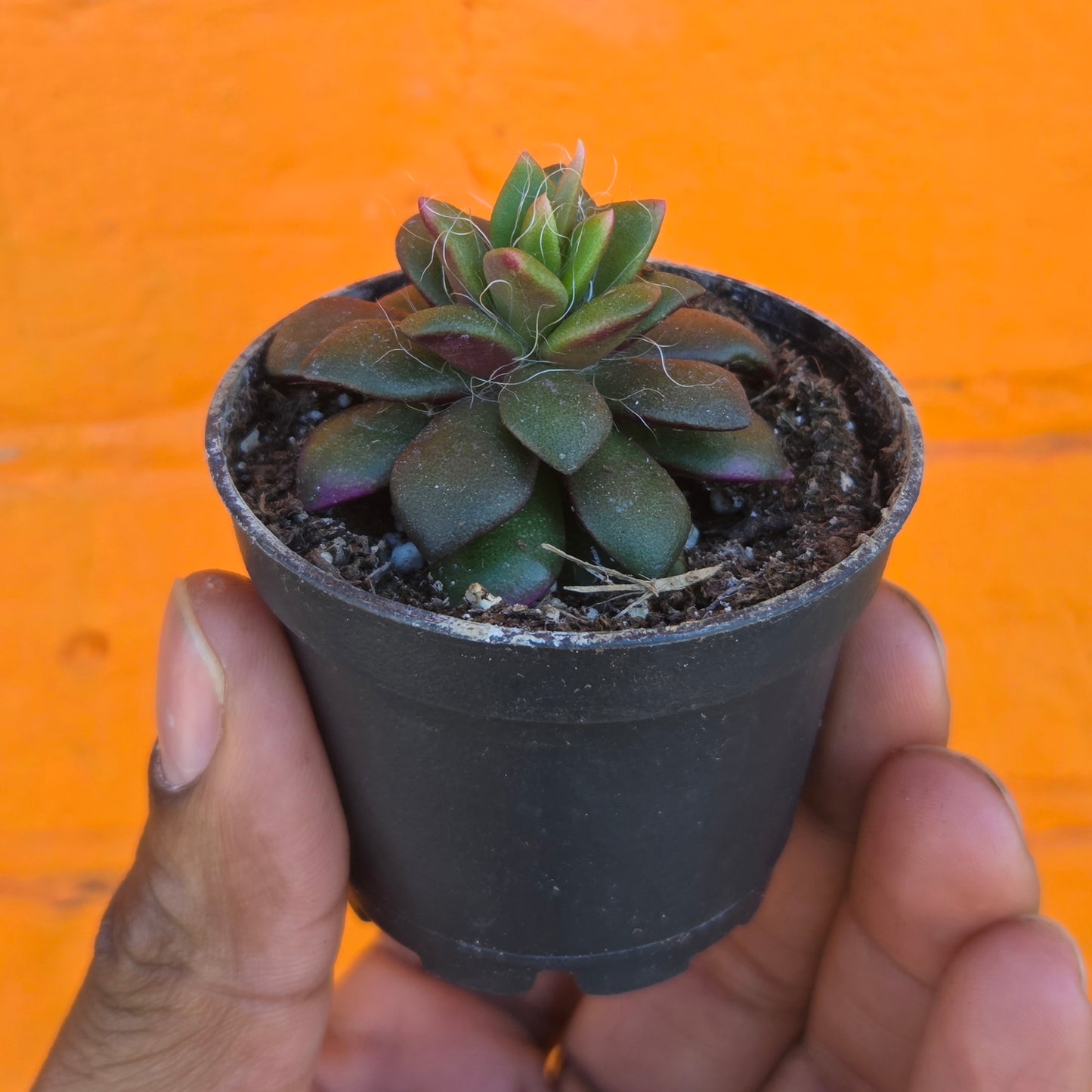 2.5" Anacampseros Rufescens