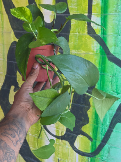 5" Pothos Green Jade