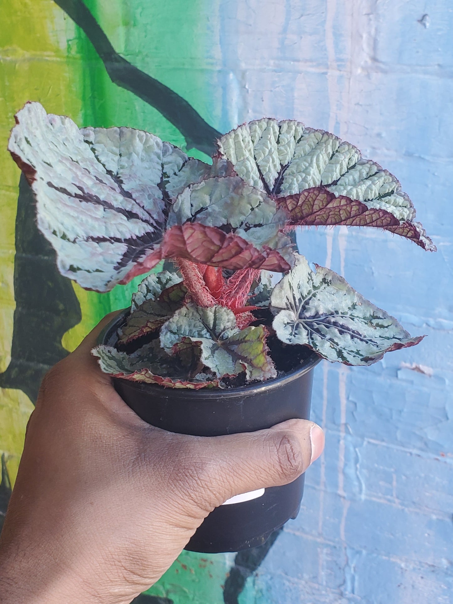 4" Begonia Rex Captain Sunda