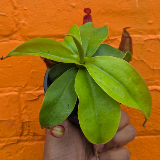 3.5" Nepenthes mirabilis Neon | Pitcher Plant