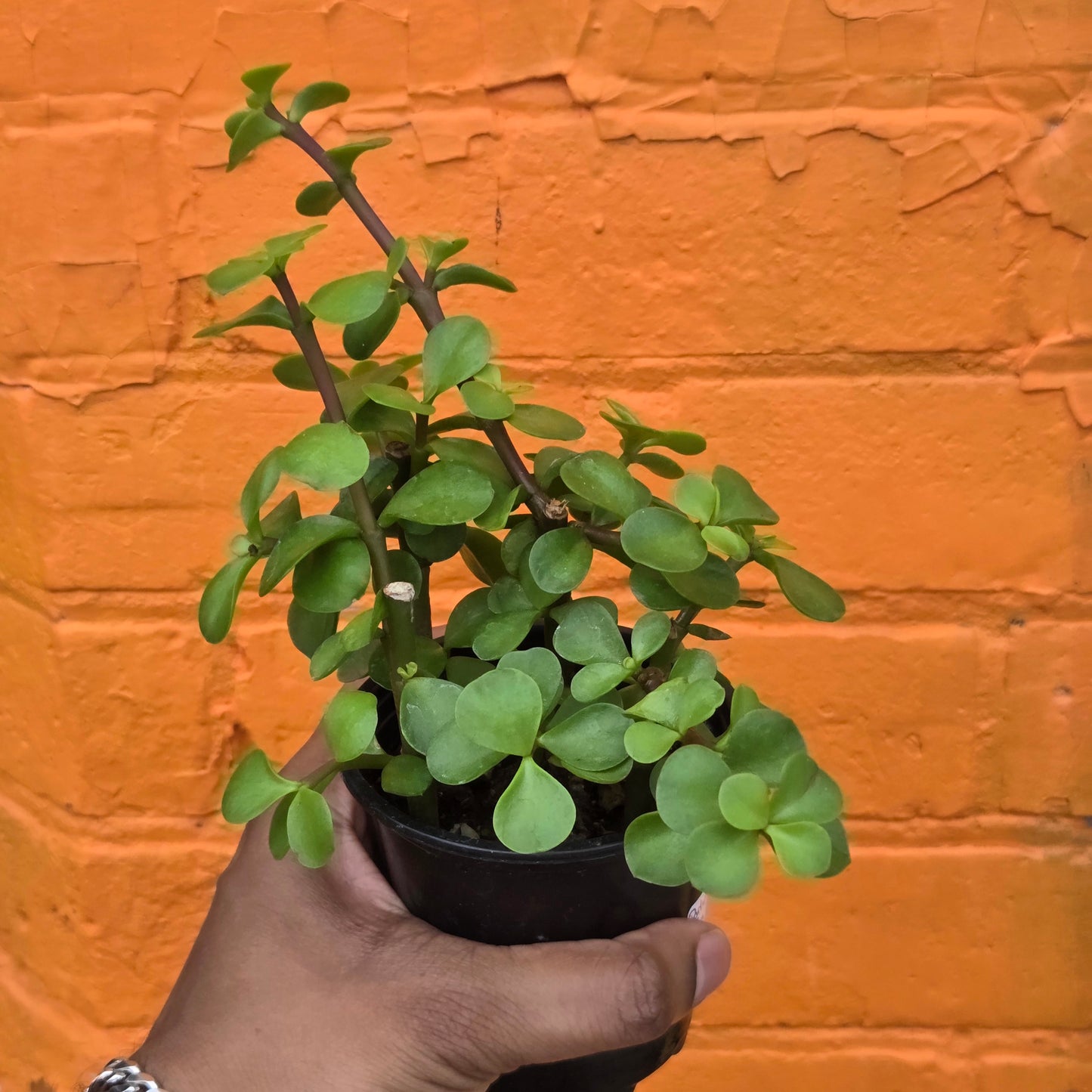 3.5" Portulacaria afra | Elephant Bush