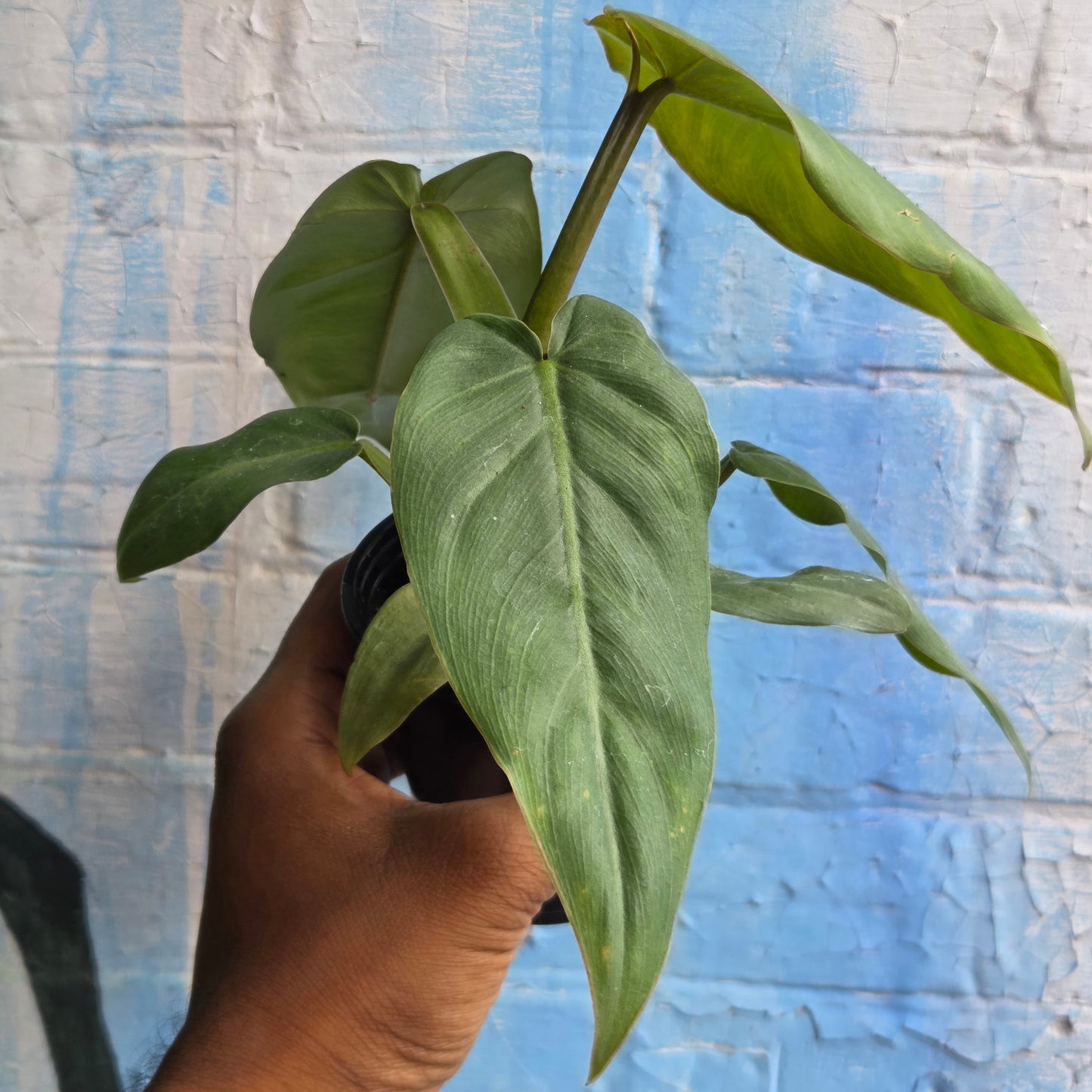 3.5" Philodendron Maximum