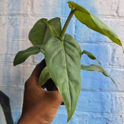 3.5" Philodendron Maximum