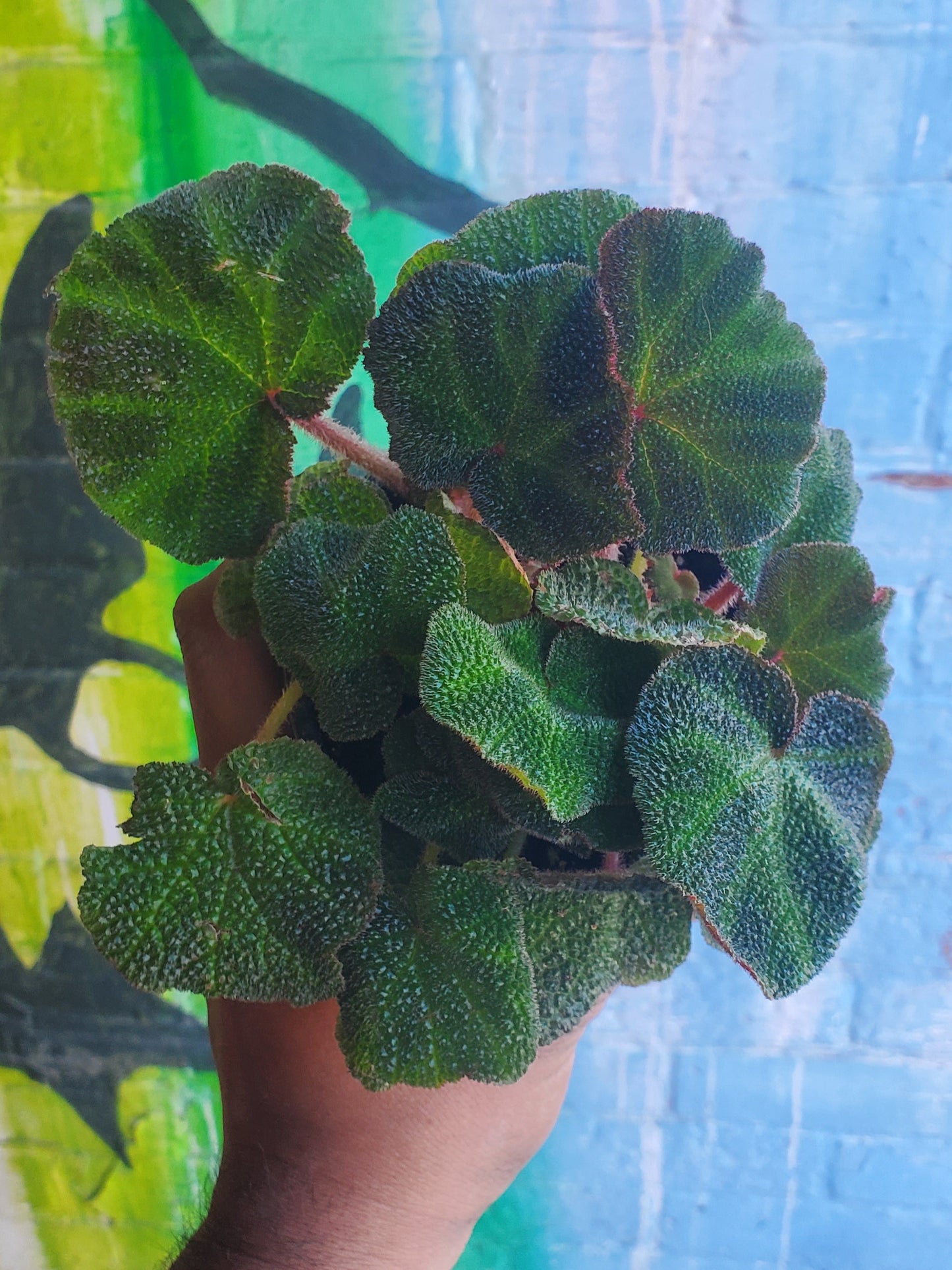 4" Begonia Rex Soli-mutata