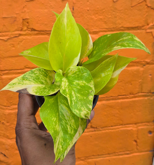 3.5” Pothos Teruno Kaguya Lemine