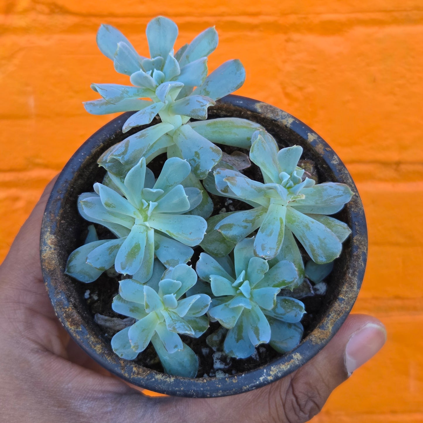 3.5" Echeveria Runyonii