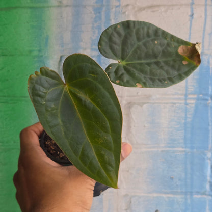 4” Anthurium Luxurians Dark Form (TAC)