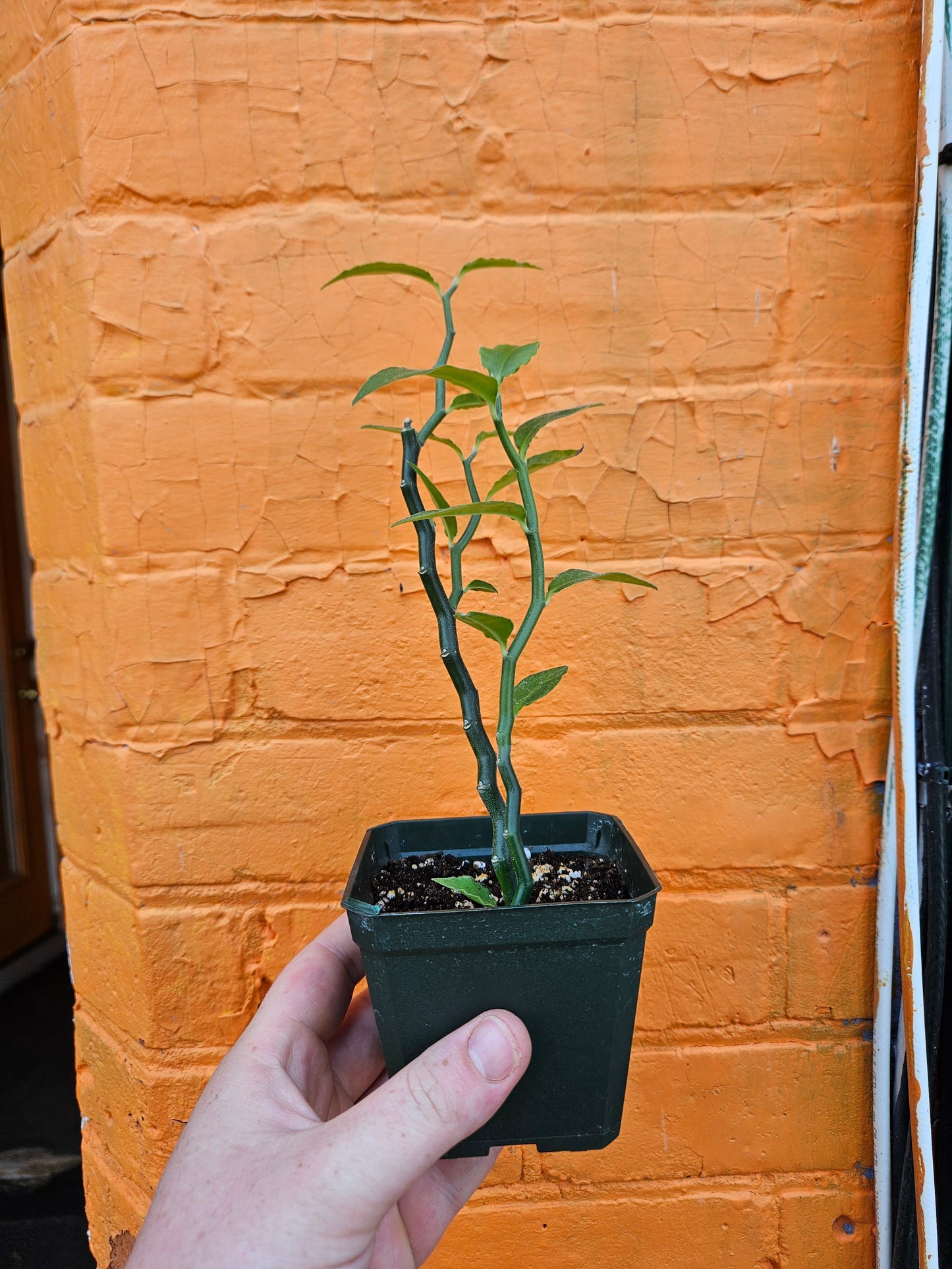 3.5" Devil's Backbone Euphorbia tithymaloides