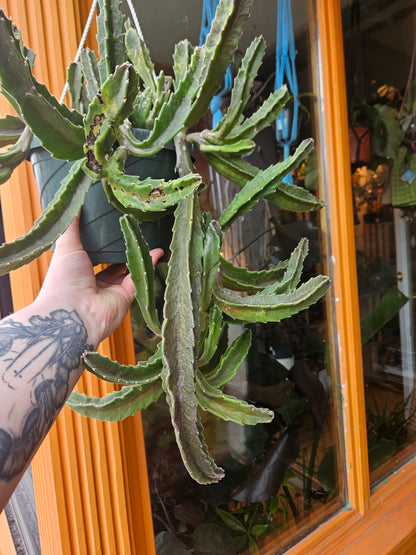 8” Stapelia Hirsuta Hanging Basket