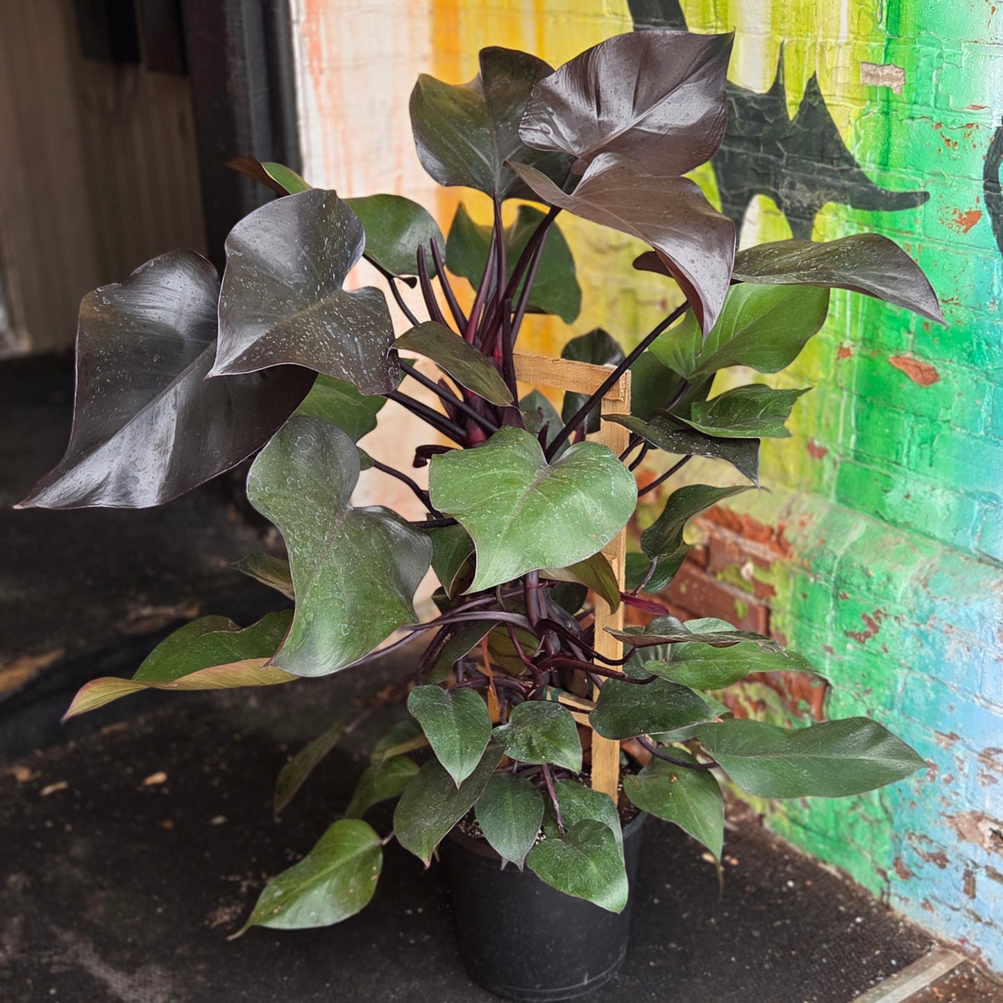 12” Philodendron New Red w/Trellis
