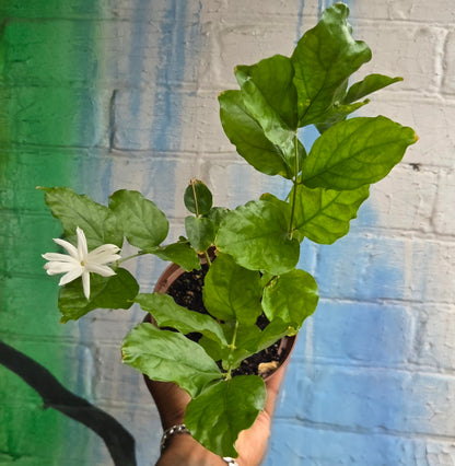 5'' Jasmine Sambac