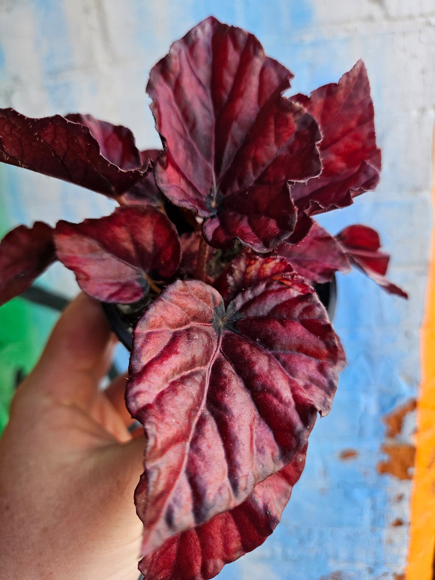 3.5" Begonia Rex Red Bull