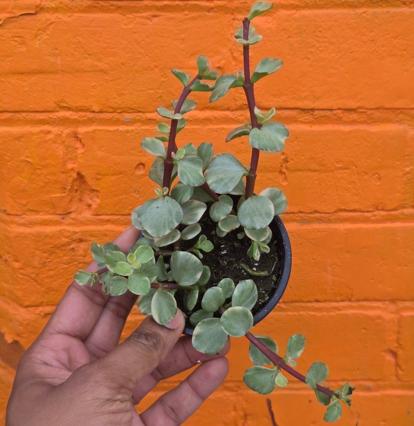 3.5" Variegated Portulacaria afra | Elephant Bush