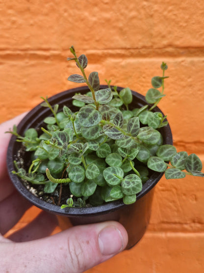 3.5" String Of Turtles | Peperomia Prostrata