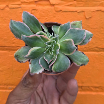 2.5" Crested Aeonium haworthii Sunburst
