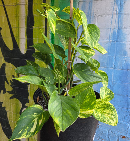 10" Pothos Golden Totem