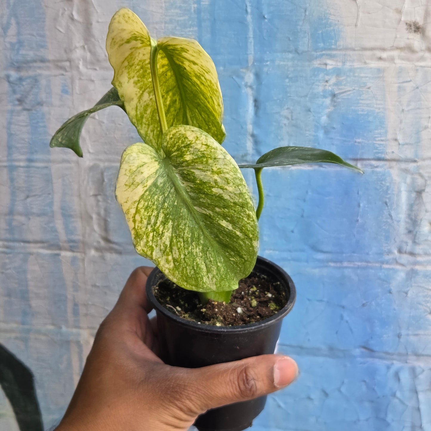 3.5” Monstera Mint