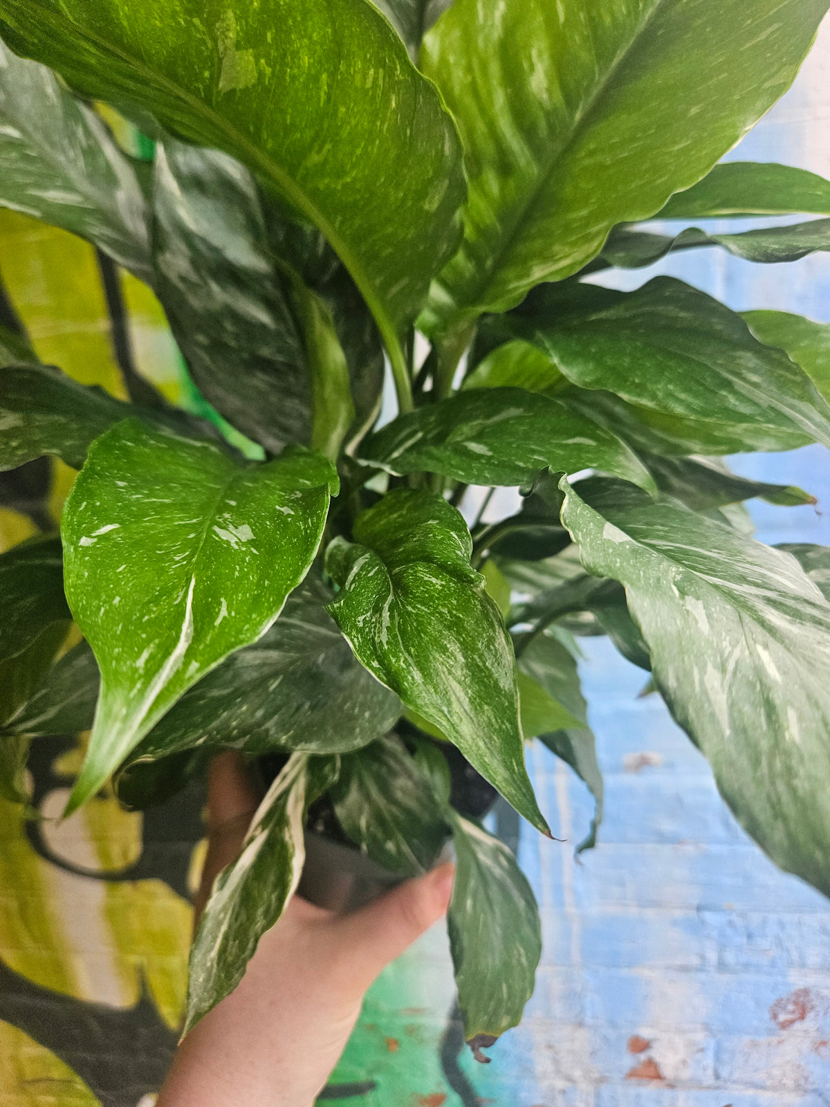 5" Spathiphyllum Domino