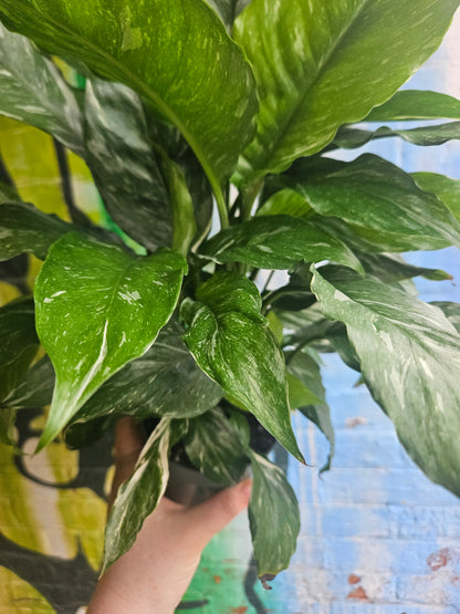 5" Spathiphyllum Domino