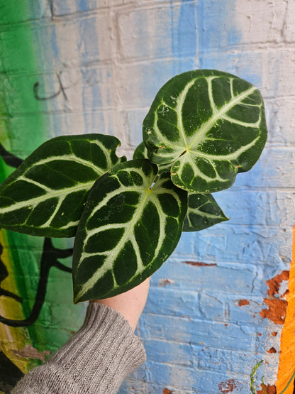 3.5" Anthurium Crystalinum Silver Blush