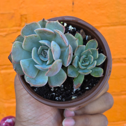 3.5” Echeveria Mensa