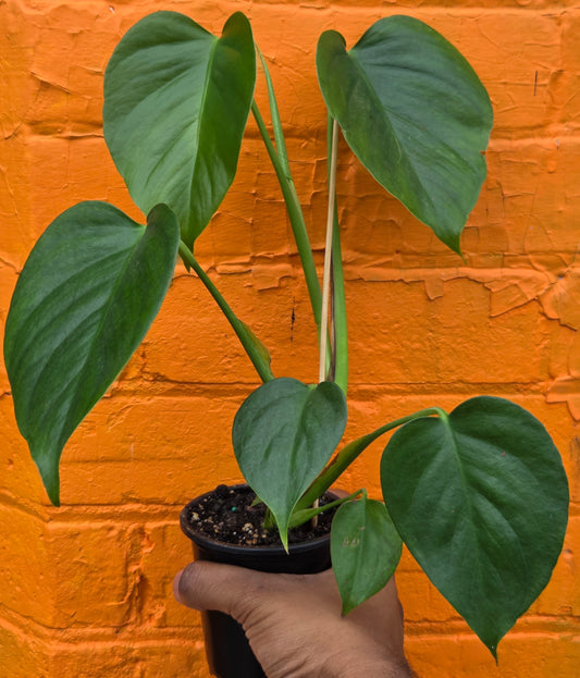 3.5” Monstera Sierrana