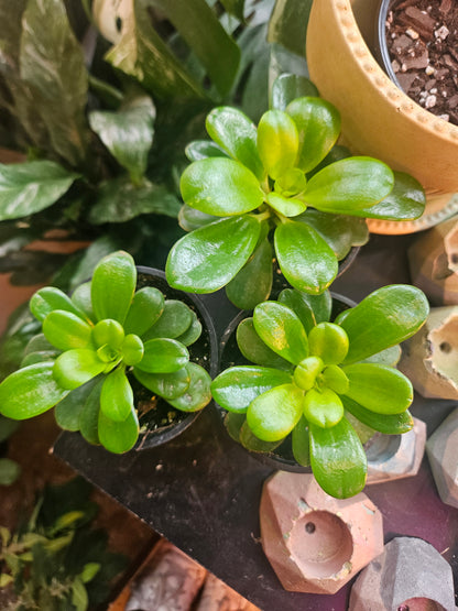 3.5" Peperomia Opus Grandis