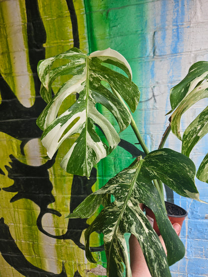 4" Monstera Deliciosa Albo