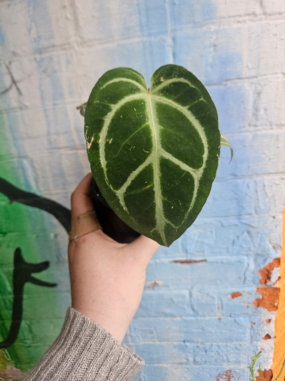 3.5" Anthurium Crystalinum Red
