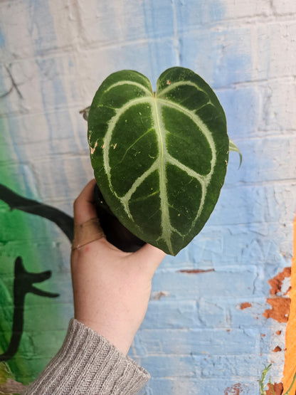 3.5" Anthurium Crystalinum Red