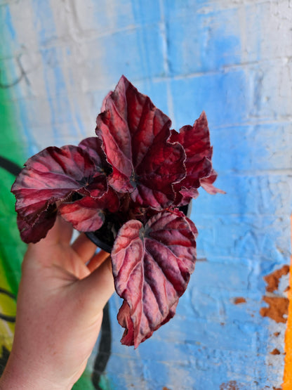3.5" Begonia Rex Red Bull