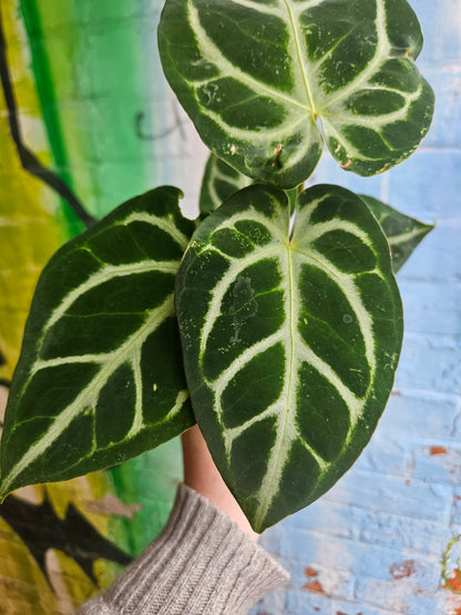 3.5" Anthurium Crystalinum Silver Blush