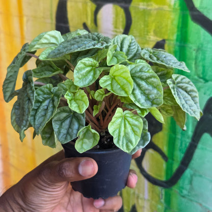 3.5" Peperomia Silver Ripple
