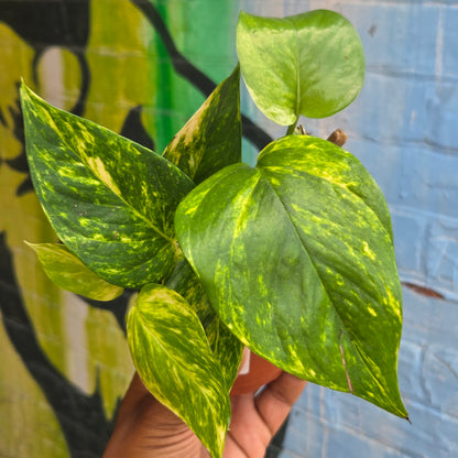 4" Hawaiian Pothos