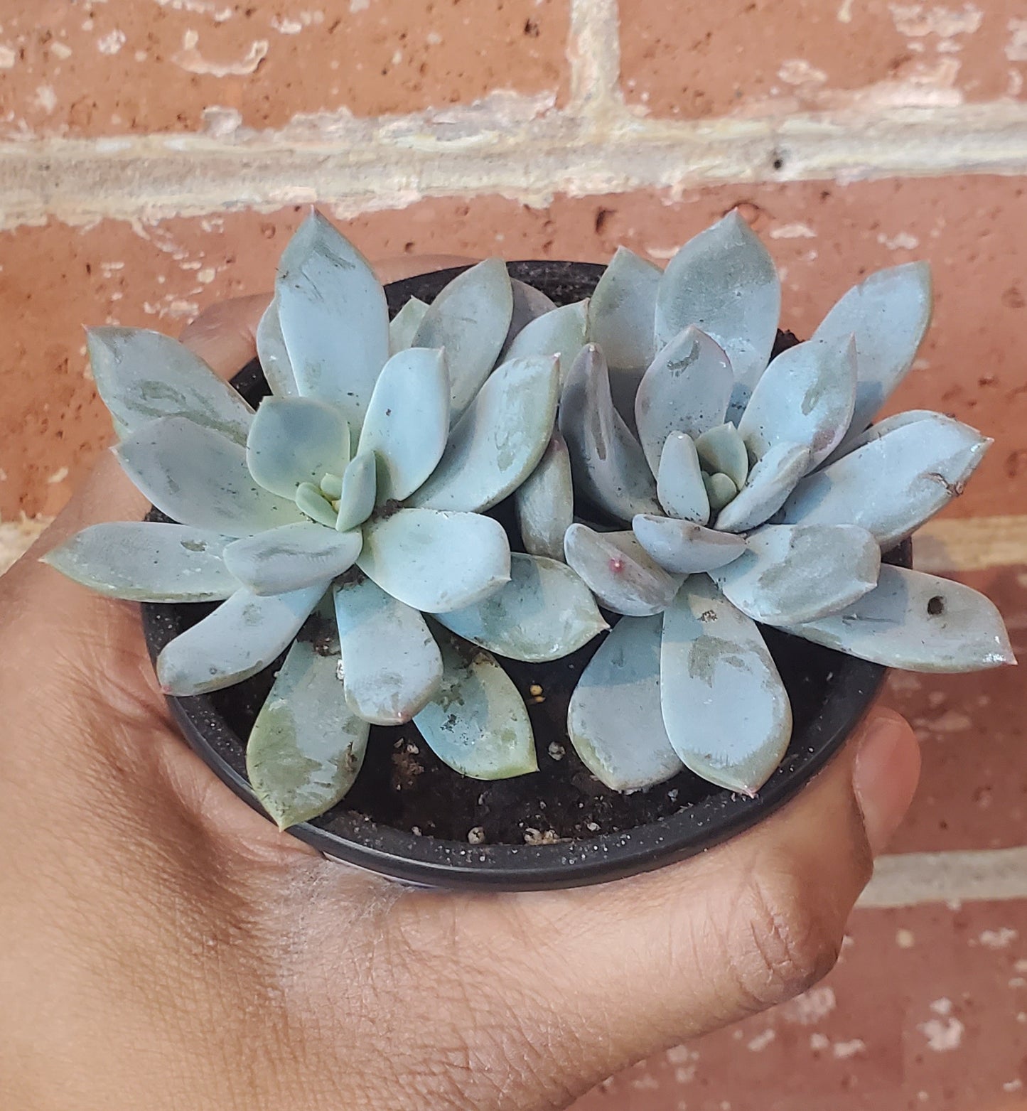 3.5" Sedeveria Lilac Mist