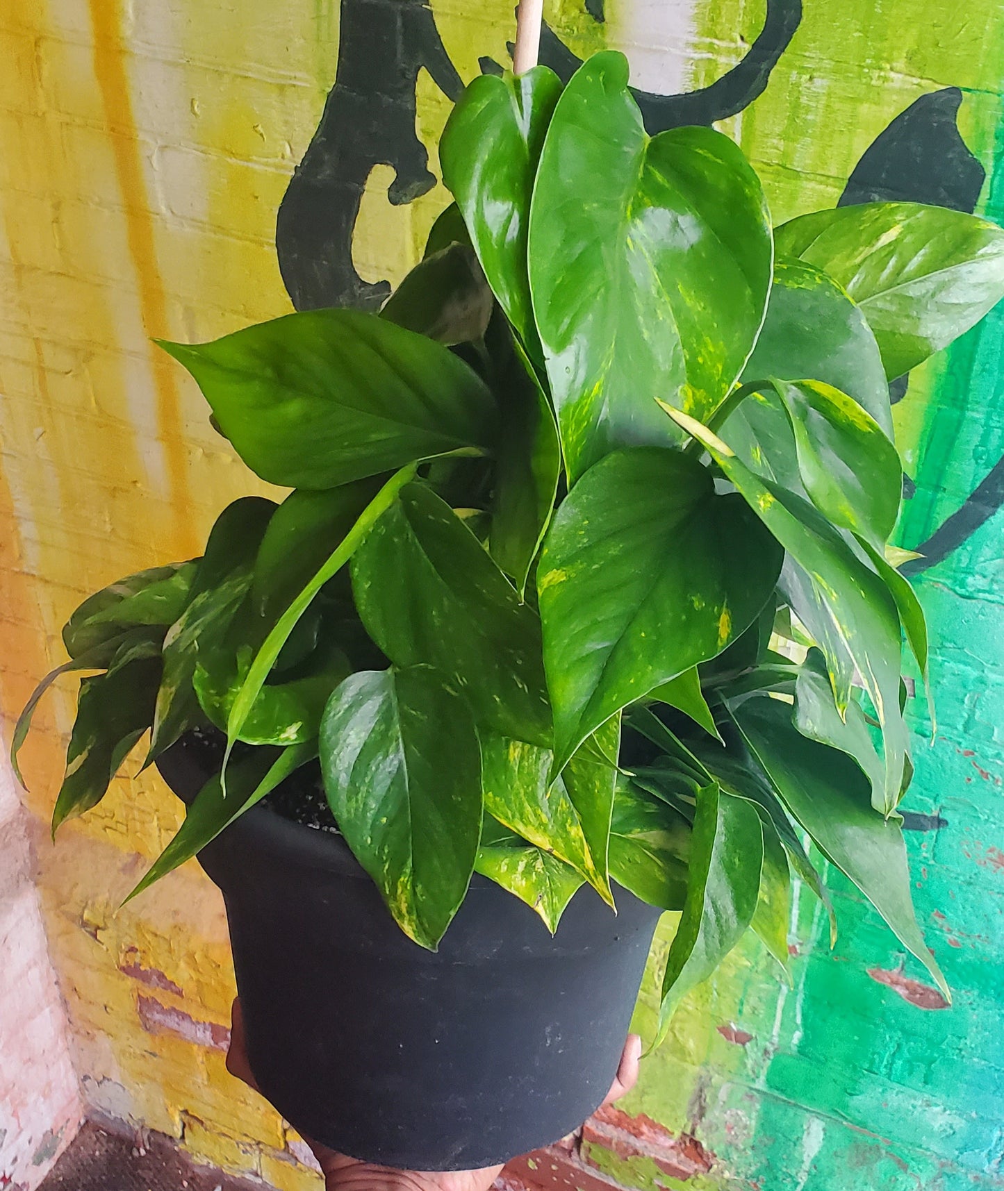 10" Pothos Golden Totem