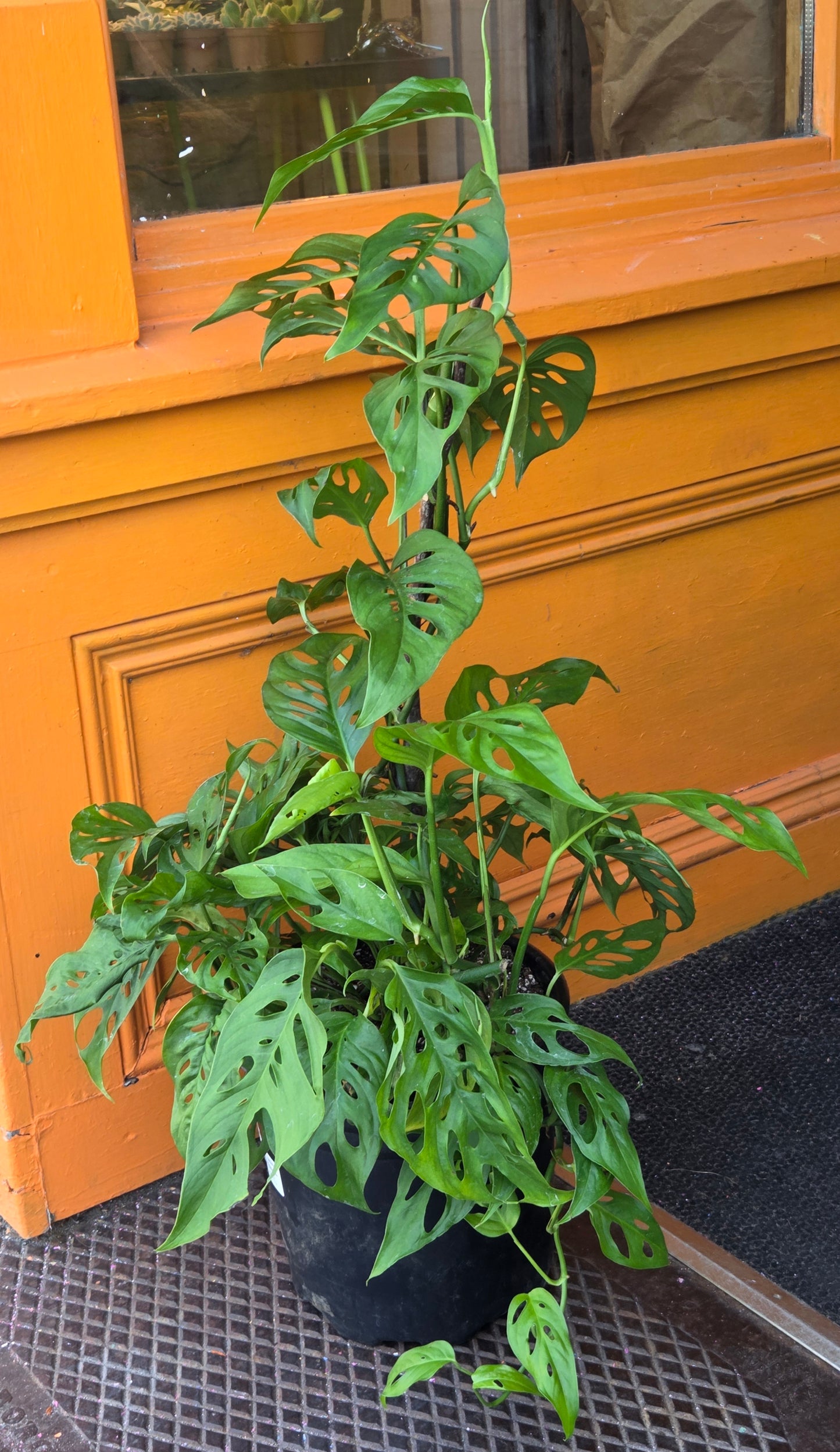10" Monstera Adansonii Narrow Form