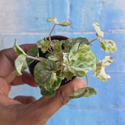 2.5" Peperomia Ripple Variegated