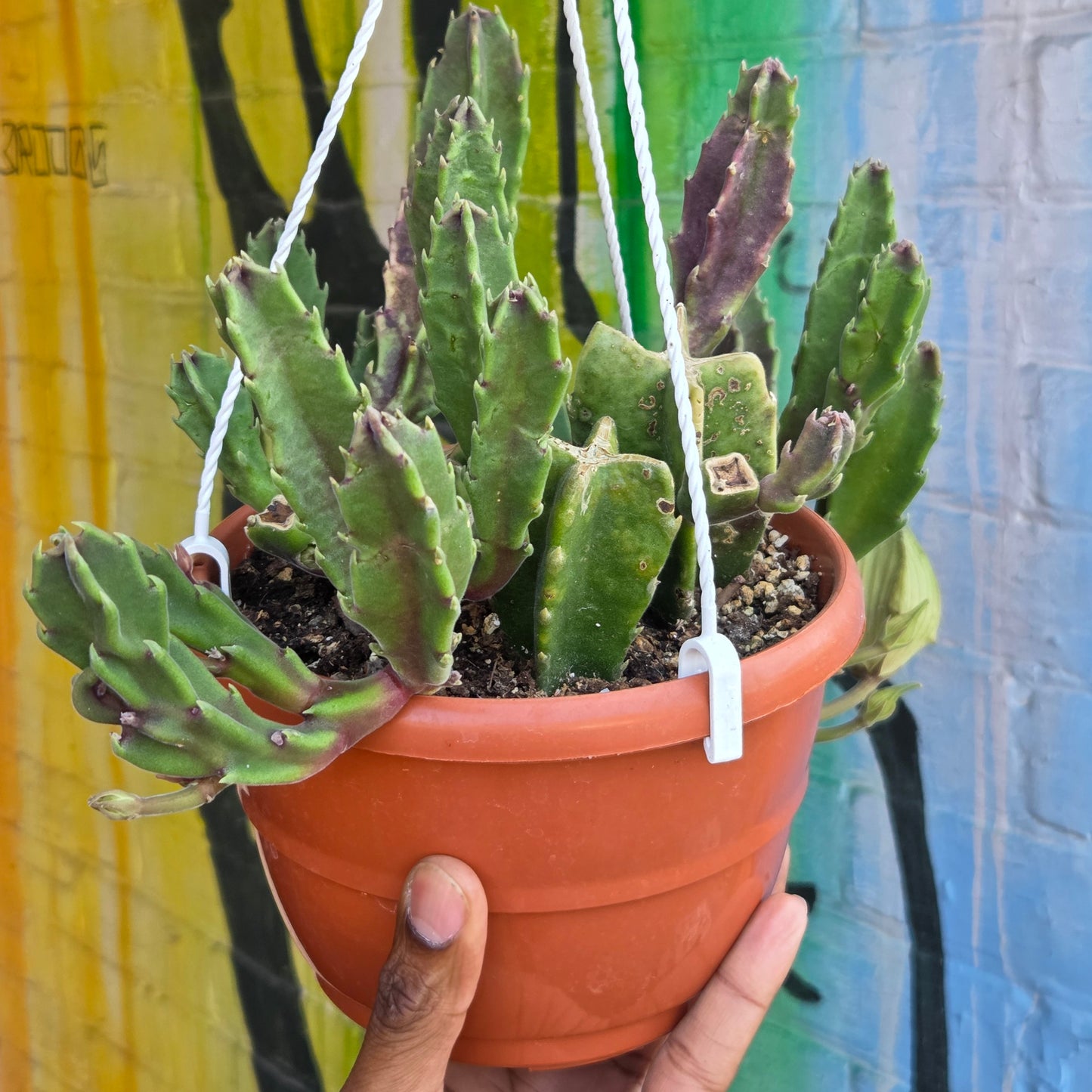 6” Stapelia Hirsuta Hanging Basket