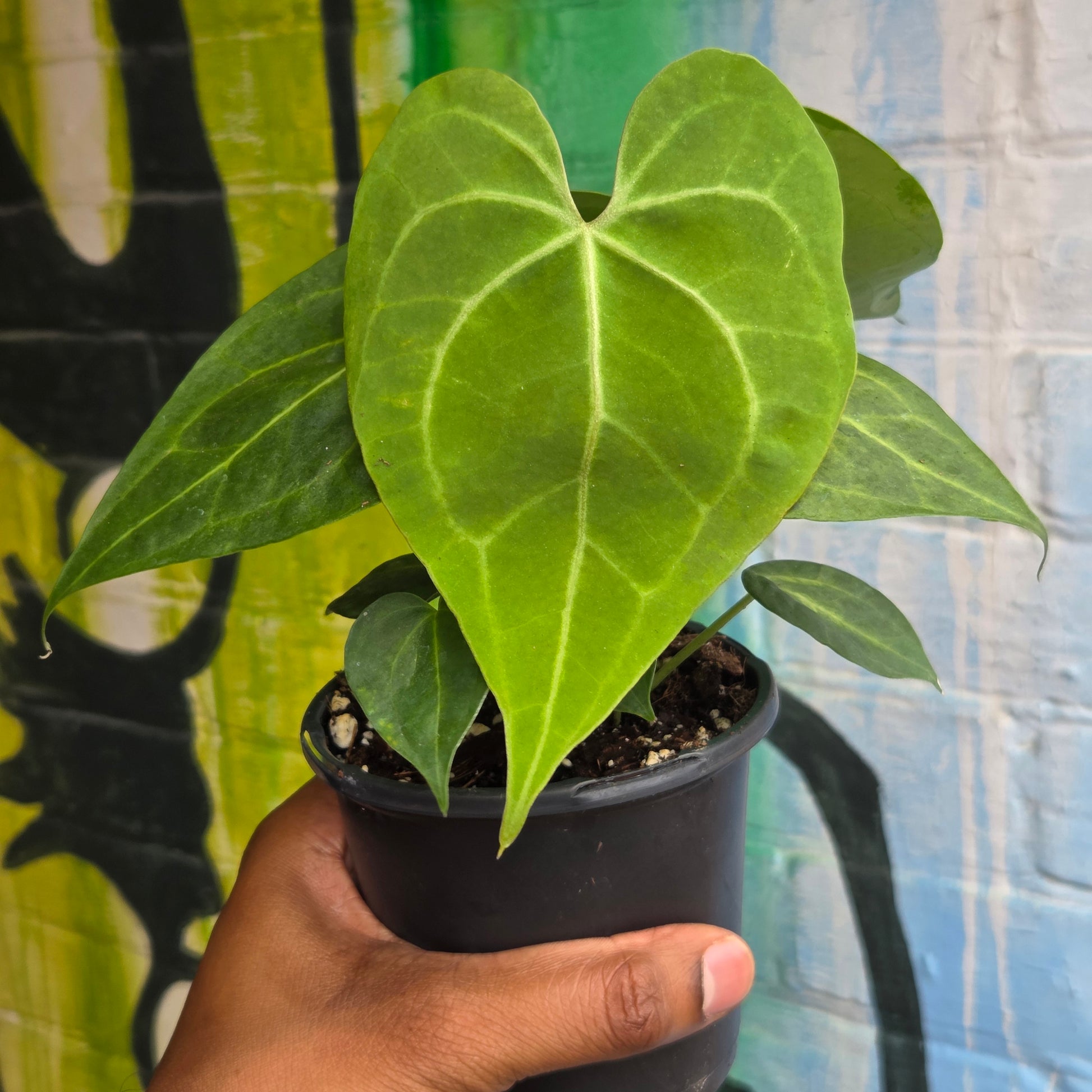 anthurium native land 4” Anthurium Clarinervium – Plant Goals