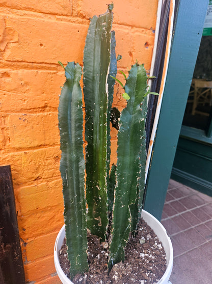 8” Euphorbia trigona