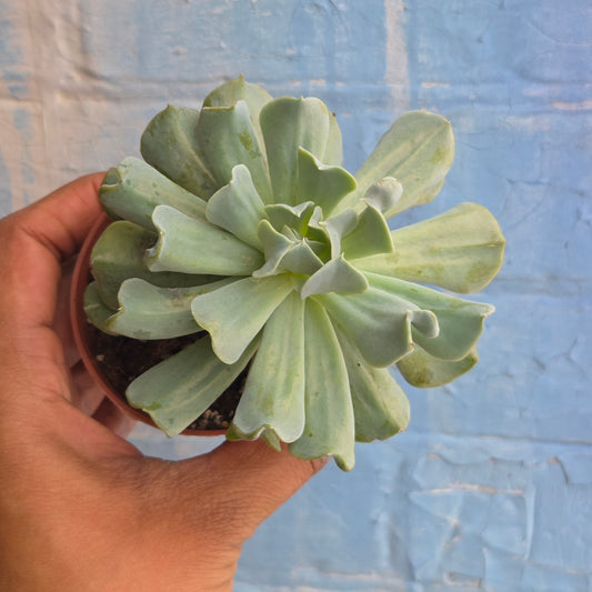 3.5" Echeveria Runyonii